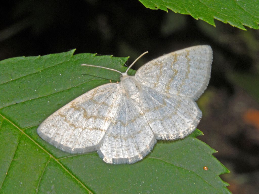 Una bianca falena dalla Val d''Aosta: Cabera exanthematai, femmina (Geometridae)